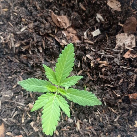 Genética desconocida growlog timeline photo