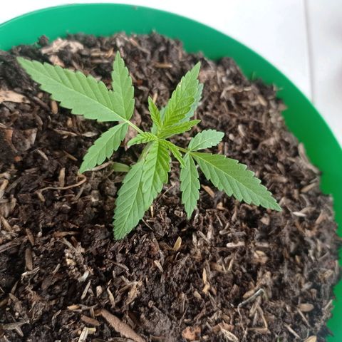 Genética desconocida growlog timeline photo