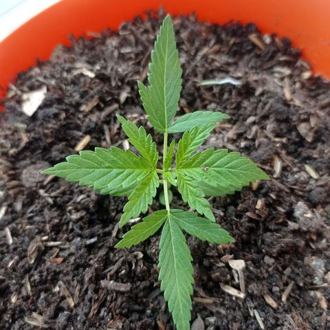Genética desconocida growlog timeline photo
