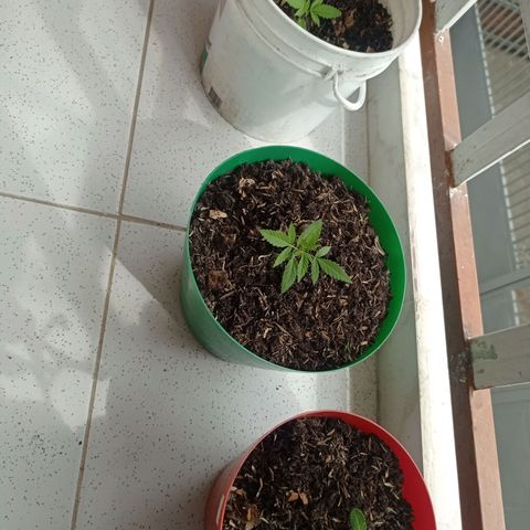 Genética desconocida growlog timeline photo