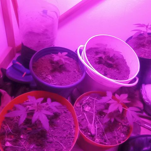 Genética desconocida growlog timeline photo