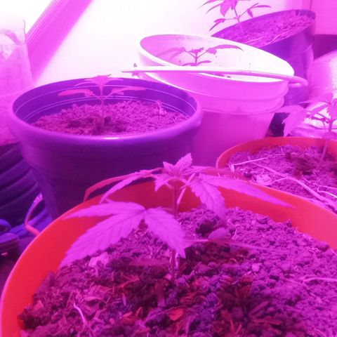 Genética desconocida growlog timeline photo