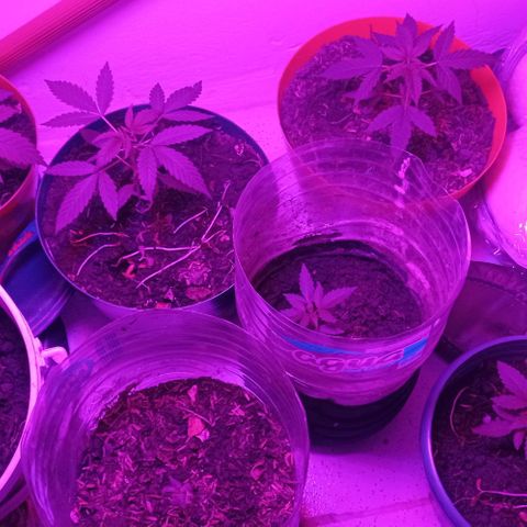 Genética desconocida growlog timeline photo