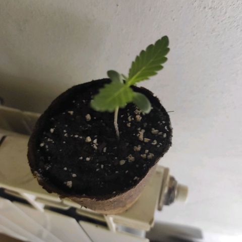 Indica  z Łąki growlog timeline photo