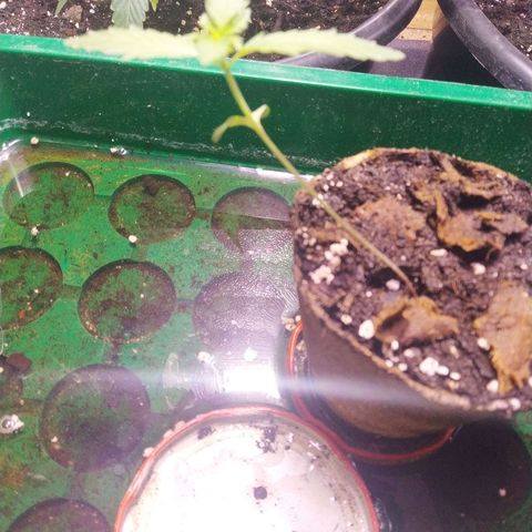 Indica  z Łąki growlog photo: Zdrowo wyglada, rosnie w szklarni, codziennie trzeba zagladac bo szybko wysycha, codziennie podlewac