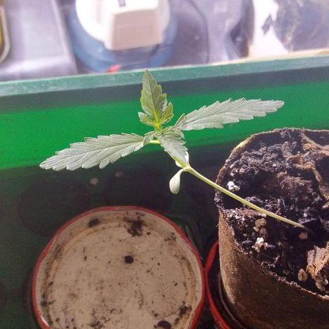 Indica  z Łąki growlog photo: Zdrowo wyglada, rosnie w szklarni, codziennie trzeba zagladac bo szybko wysycha, codziennie podlewac