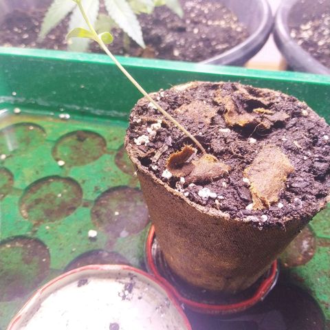 Indica  z Łąki growlog photo: Zdrowo wyglada, rosnie w szklarni, codziennie trzeba zagladac bo szybko wysycha, codziennie podlewac