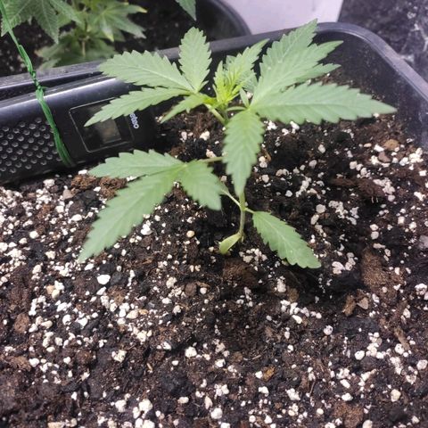 Indica  z Łąki growlog photo: Nawet nieźle poszedł, zdrowo wyglada, już w doniczce do owej od paru dni 