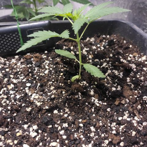 Indica  z Łąki growlog photo: Nawet nieźle poszedł, zdrowo wyglada, już w doniczce do owej od paru dni 