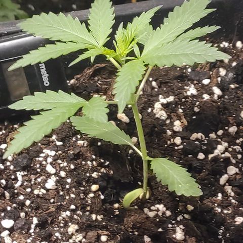 Indica  z Łąki growlog photo: Nawet nieźle poszedł, zdrowo wyglada, już w doniczce do owej od paru dni 