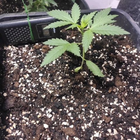 Indica  z Łąki growlog timeline photo