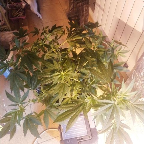 Indica  z Łąki growlog timeline photo