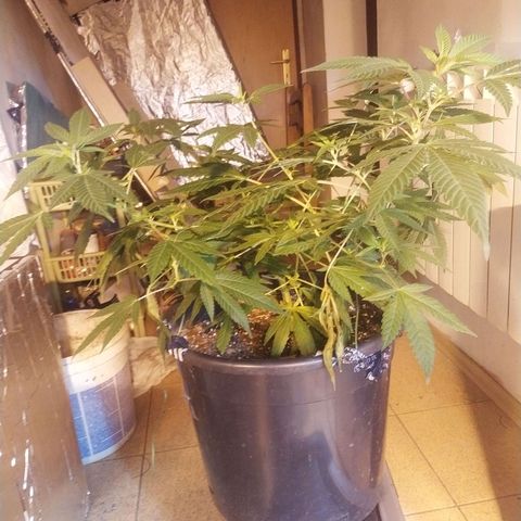 Indica  z Łąki growlog timeline photo