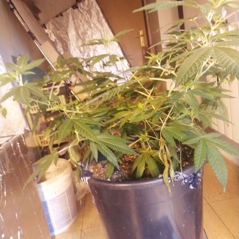 Indica  z Łąki growlog timeline photo