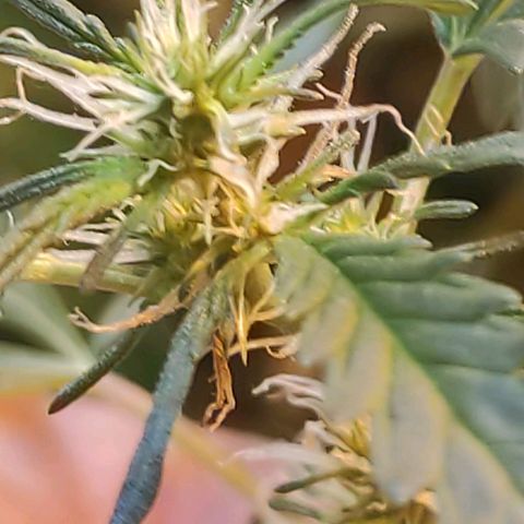 Indica  z Łąki growlog photo: Kobita na 100%