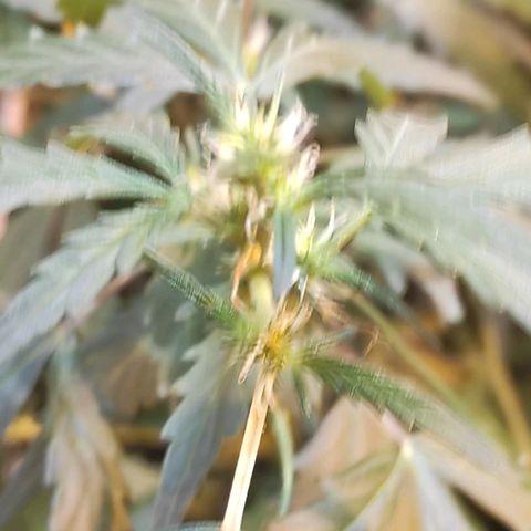 Indica  z Łąki growlog photo: Kobita na 100%
