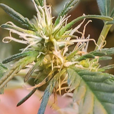 Indica  z Łąki growlog photo: Kobita na 100%