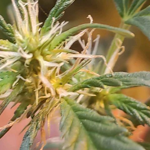 Indica  z Łąki growlog photo: Kobita na 100%
