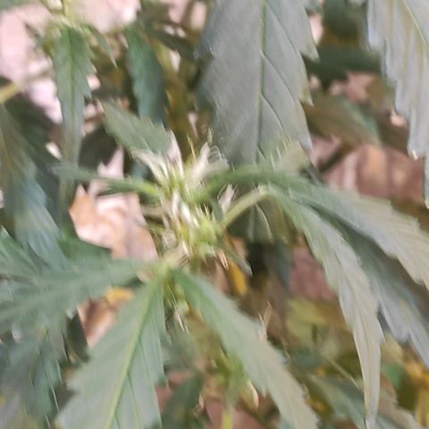 Indica  z Łąki growlog photo: Kobita na 100%
