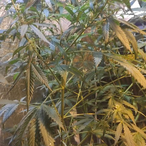 Indica  z Łąki growlog timeline photo
