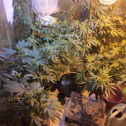 Indica  z Łąki growlog timeline photo