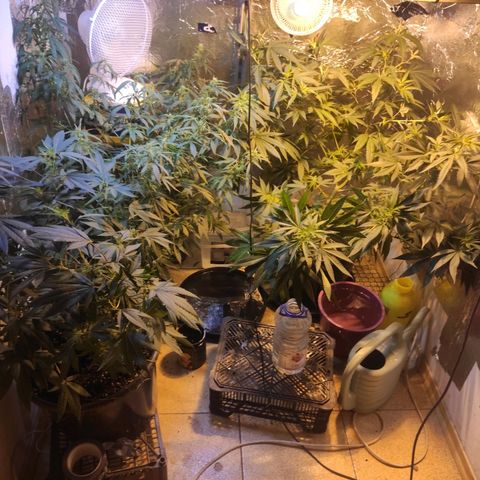 Indica  z Łąki growlog timeline photo