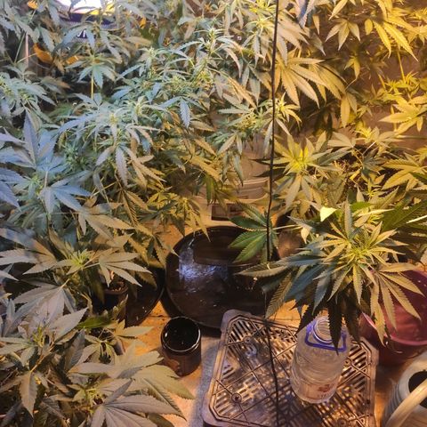Indica  z Łąki growlog timeline photo