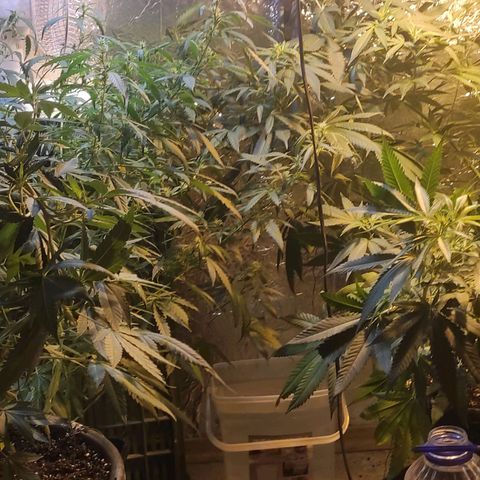 Indica  z Łąki growlog timeline photo