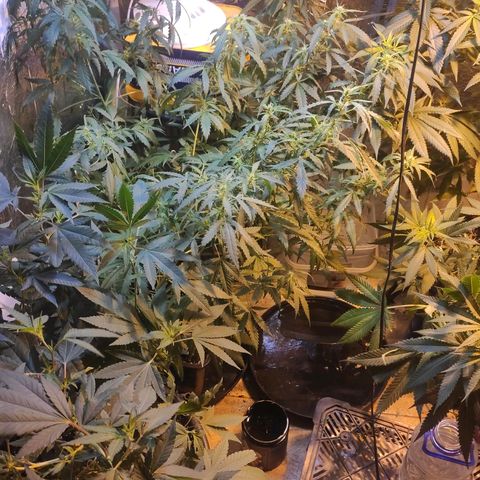 Indica  z Łąki growlog timeline photo