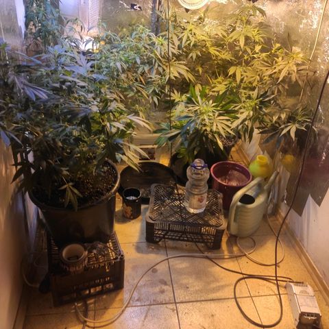 Indica  z Łąki growlog timeline photo