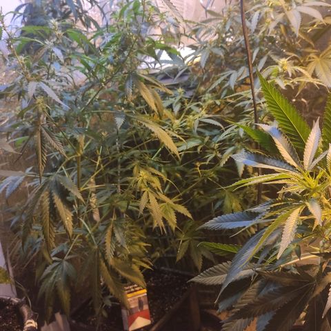 Indica  z Łąki growlog timeline photo