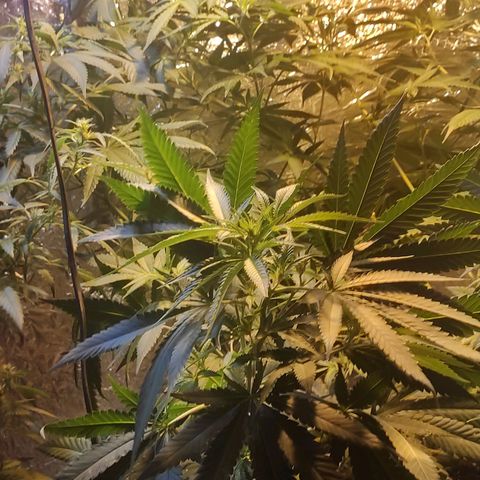 Indica  z Łąki growlog timeline photo