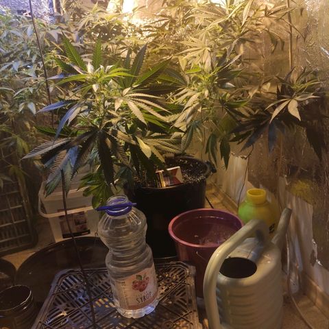Indica  z Łąki growlog timeline photo
