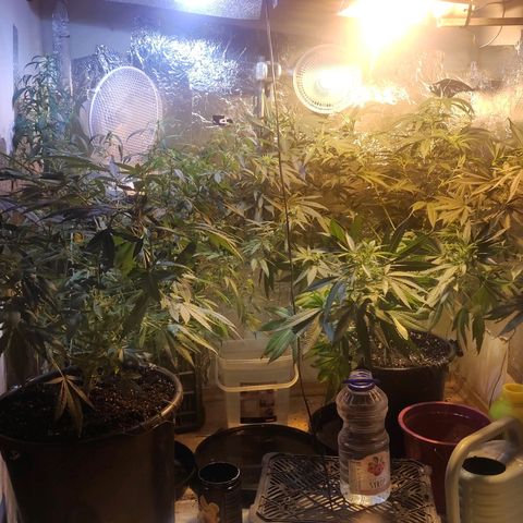 Indica  z Łąki growlog timeline photo