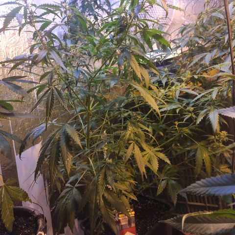 Indica  z Łąki growlog timeline photo