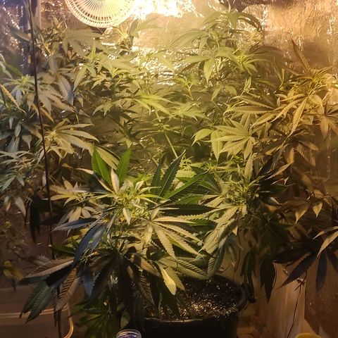 Indica  z Łąki growlog timeline photo