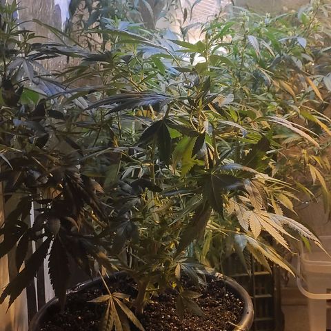 Indica  z Łąki growlog timeline photo