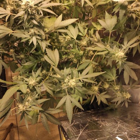 Indica  z Łąki growlog photo: Ładna, puchnie ale za krótki weg miala 