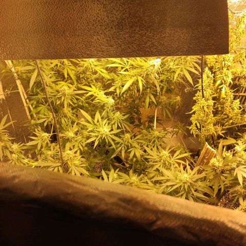 Indica  z Łąki growlog timeline photo