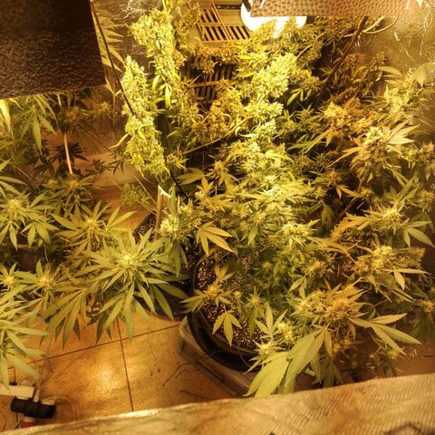 Indica  z Łąki growlog timeline photo