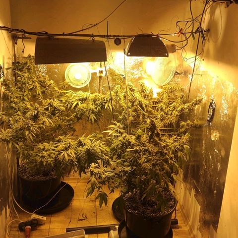 Indica  z Łąki growlog photo: Ładnie wyglądają 