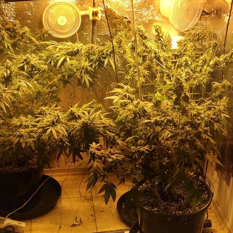 Indica  z Łąki growlog photo: Ładnie wyglądają 