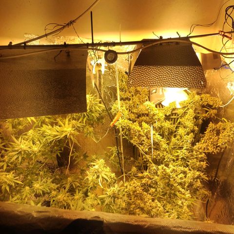 Indica  z Łąki growlog timeline photo