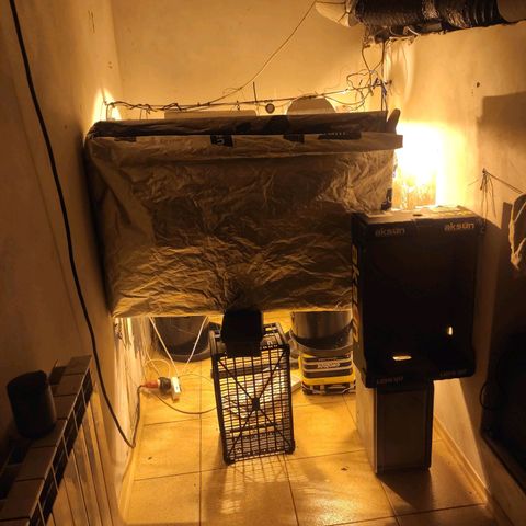 Indica  z Łąki growlog photo: 🙃🙃🙃🙃