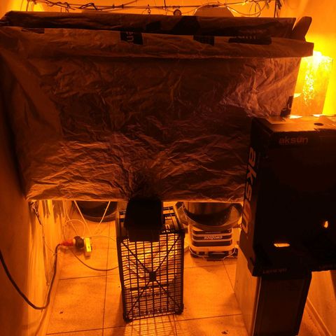 Indica  z Łąki growlog photo: 🙃🙃🙃🙃