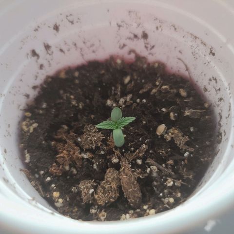 ChemDawg growlog photo: Leaves popped 