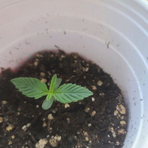 ChemDawg growlog photo: Small leaves, tiny second set, 3rs in development 