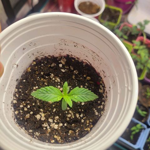 ChemDawg growlog timeline photo