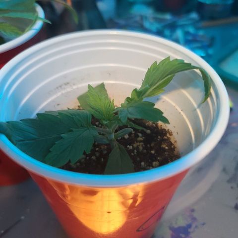 ChemDawg growlog photo: 3rd set of true leafs growing