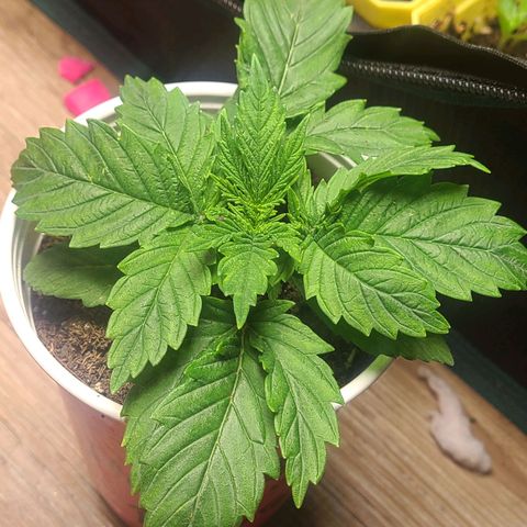 ChemDawg growlog timeline photo